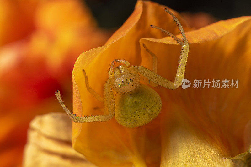 黄花蟹蛛(Misumena vatia)